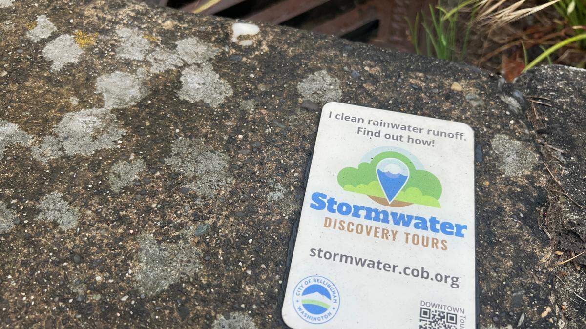 A “rain garden” at North Garden and Magnolia streets, one of several installed by the city around downtown Bellingham, helps filter stormwater that other wise would drain untreated into Bellingham Bay.
