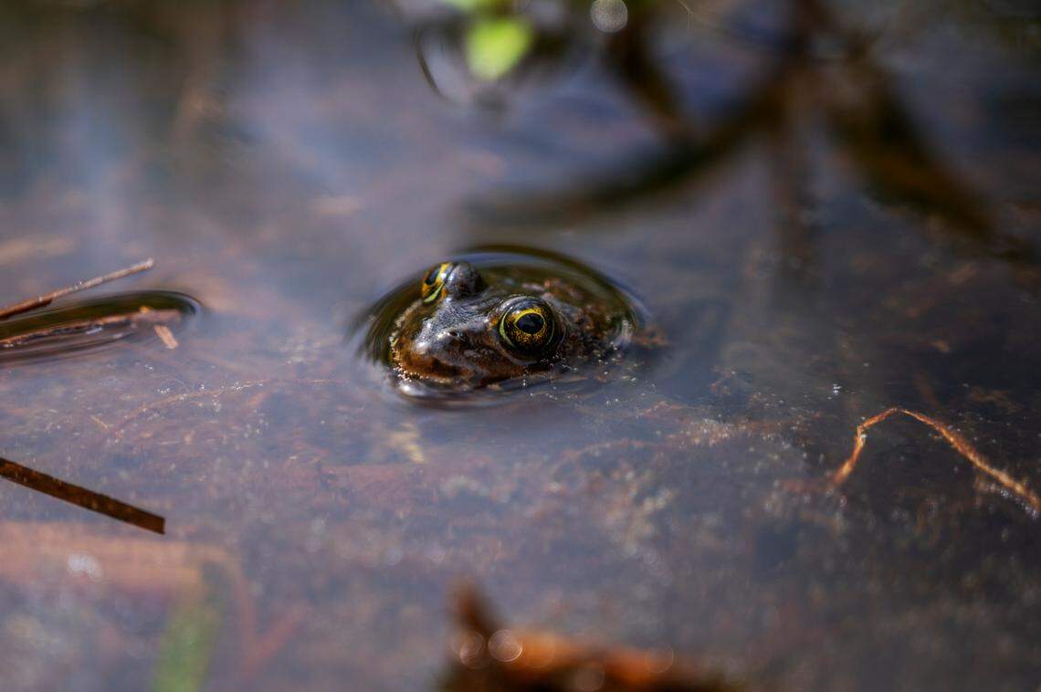 An Oregon spotted frog at Whatcom Land Trust property on Friday, May 28, in Whatcom County.