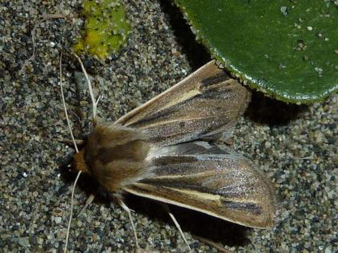 Sand verbene moth at Deception Pass State Park on Whidbey Island, WA.