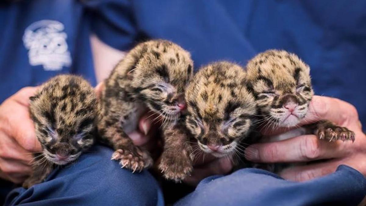 Four clouded leopard cubs were born at Point Defiance Zoo & Aquarium on May 12, 2015. They are 5 days old in this photo, their first official portrait.
