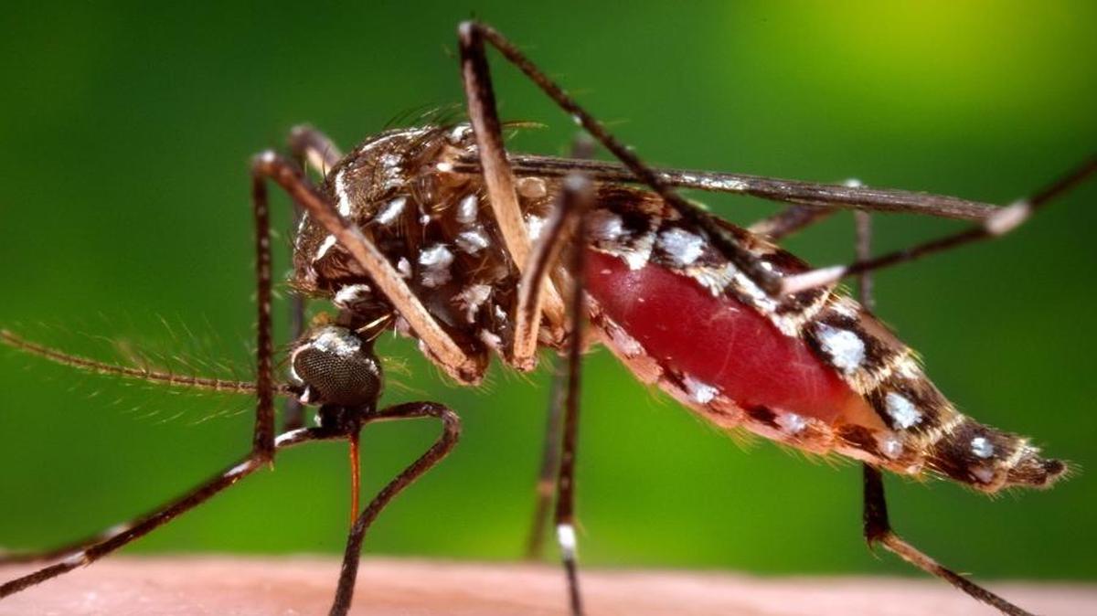 This photo from the Centers for Disease Control and Prevention shows a Aedes aegypti mosquito, which is spreading the Zika virus. Couples planning a honeymoon to a Zika area should check ahead about health alerts and vaccination or medication requirements.
