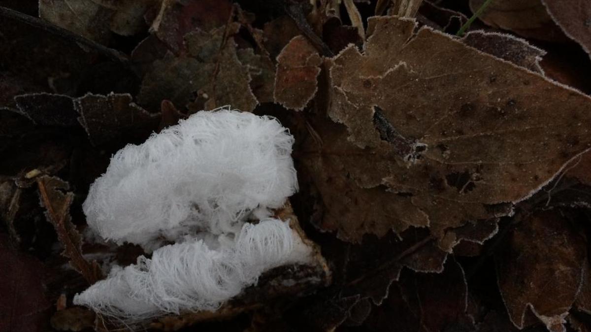 Frost flowers form in December 2010 at Stimpson Family Nature Reserve.