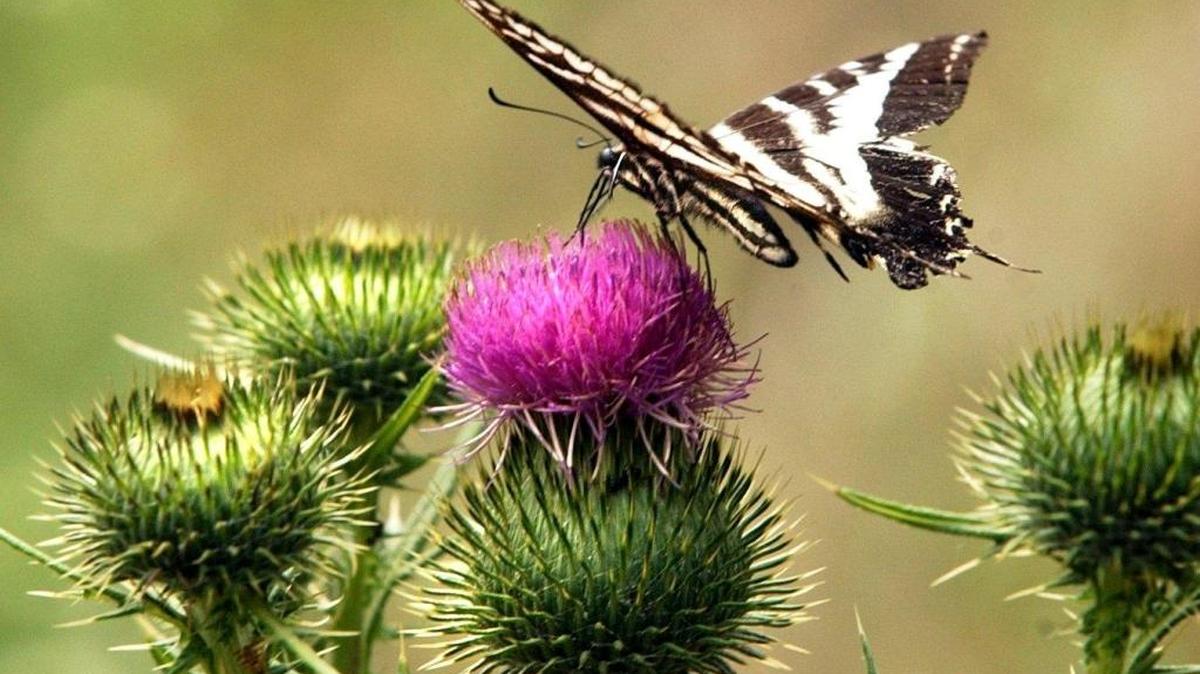 A pale swallowtail alights a thistle in the North Cascades.