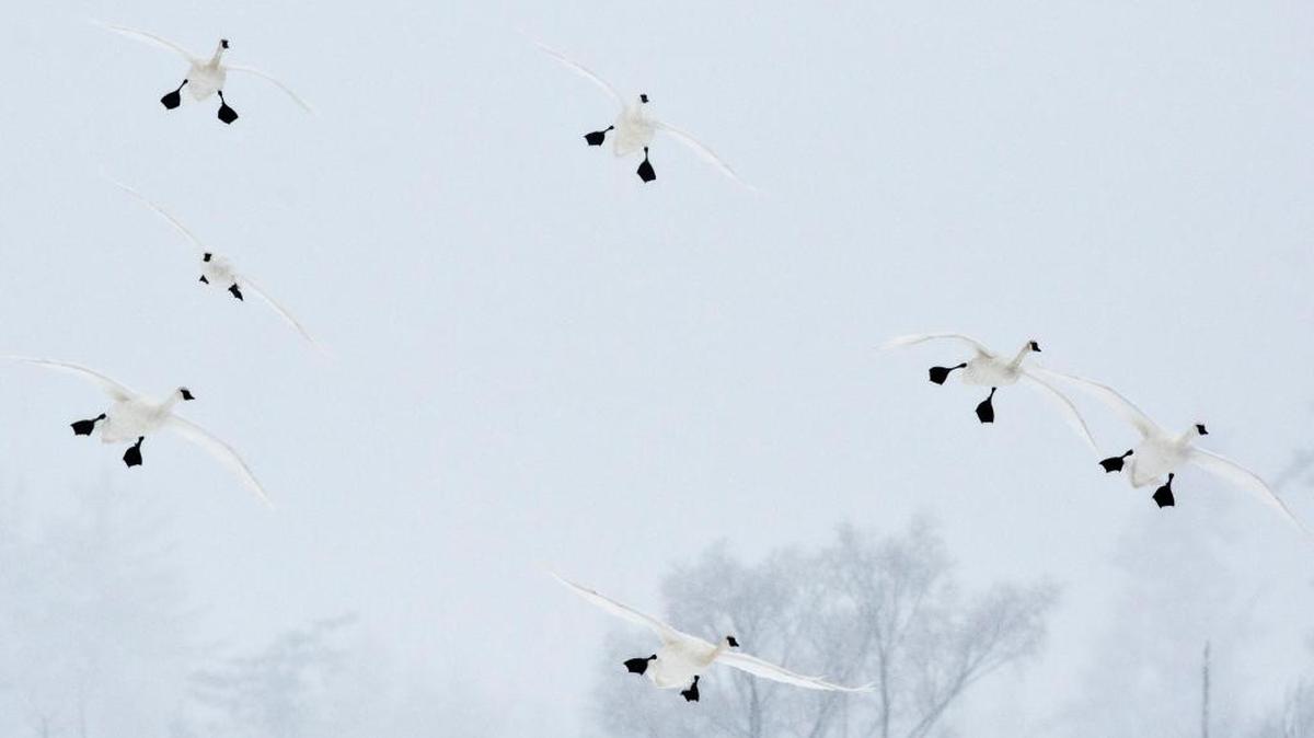 Trumpeter swans fly over Wiser Lake in Lynden in February, 2014.