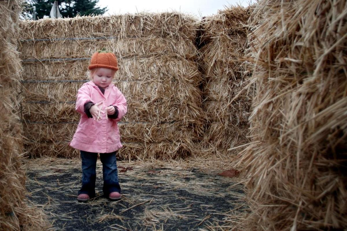 Portia Gordley of Lynden spent a lot of her time playing with the hay while going through hay maze south of Lynden in 2009. The 2017 maze will be open Sept. 2 through Oct. 1.
