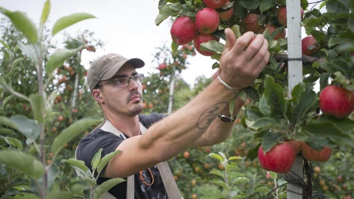 Apple farmers care for trees just as parents take care of their kids