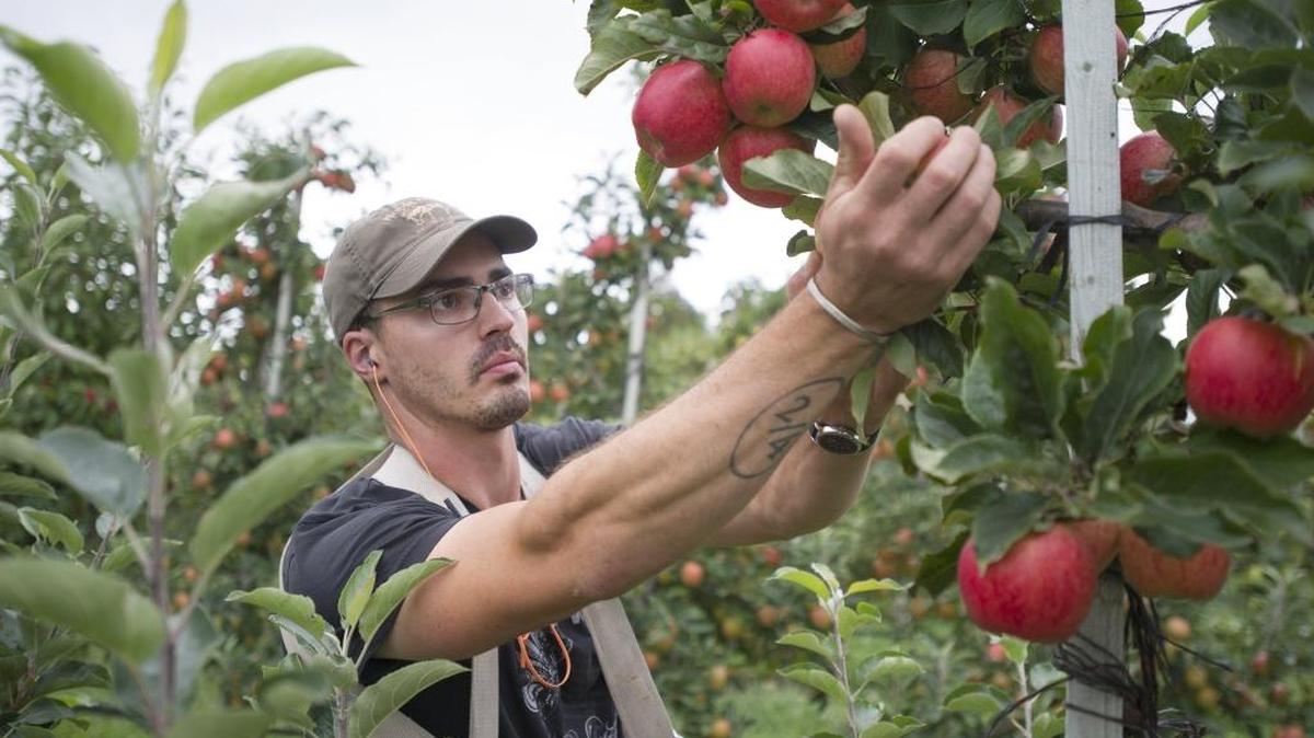 Orchard worker Jeff Howard picks Gala Apples at BelleWood Acres in 2014.