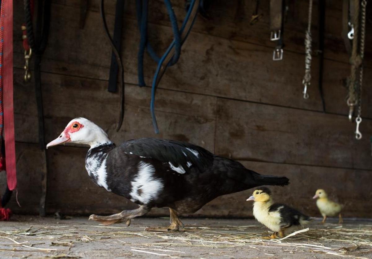 Ducks walk out of the stable at Dan Cramer's Western Town on Saturday, July 8, in Lynden.