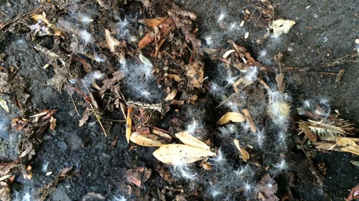 Cottonwood seeds collect along a street off Lake Louise Road.