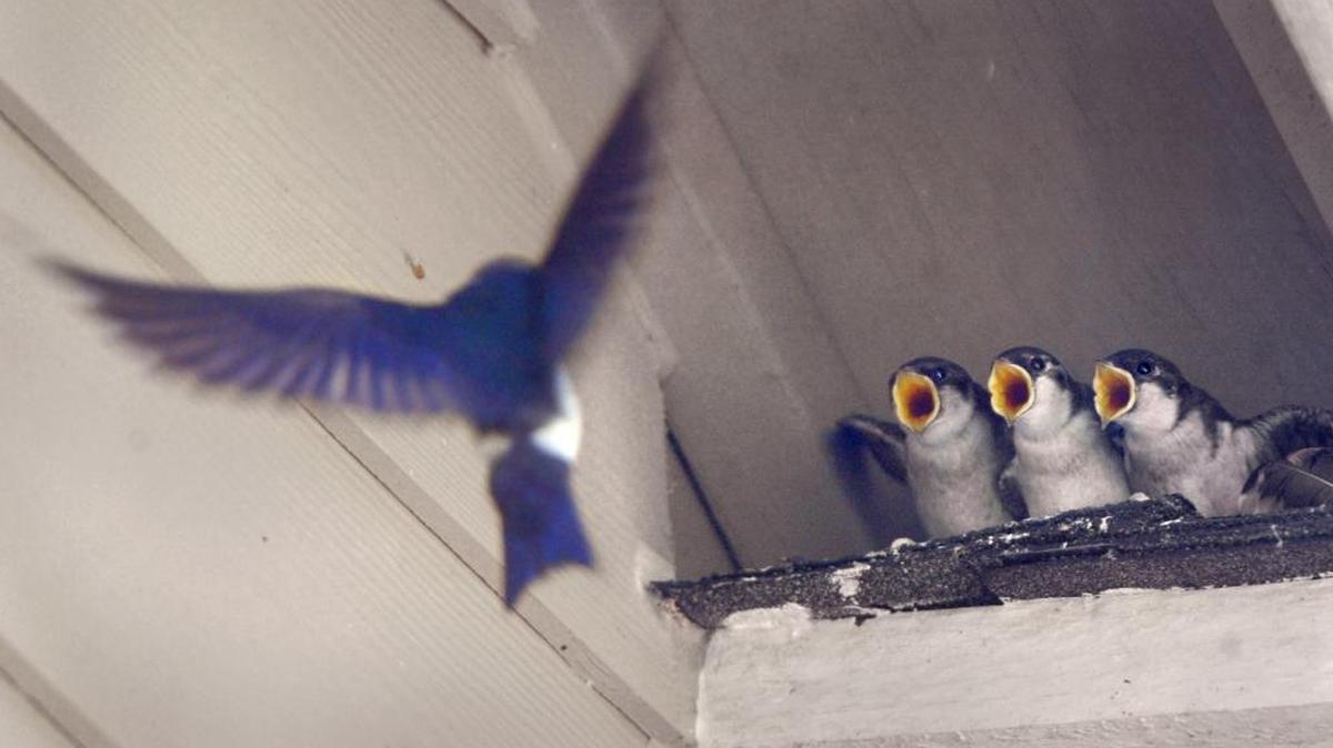Arriving in Whatcom County in early to mid-April after a winter in Central America, viuolet green swallows zip and dart through the air as they feast on flying insects.