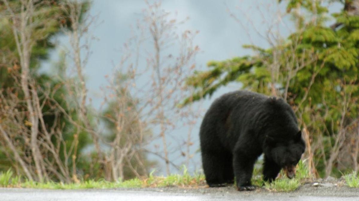 Black bears are never far away. This one was seen near Mount Baker Ski Area before Ski to Sea in May 2007.
