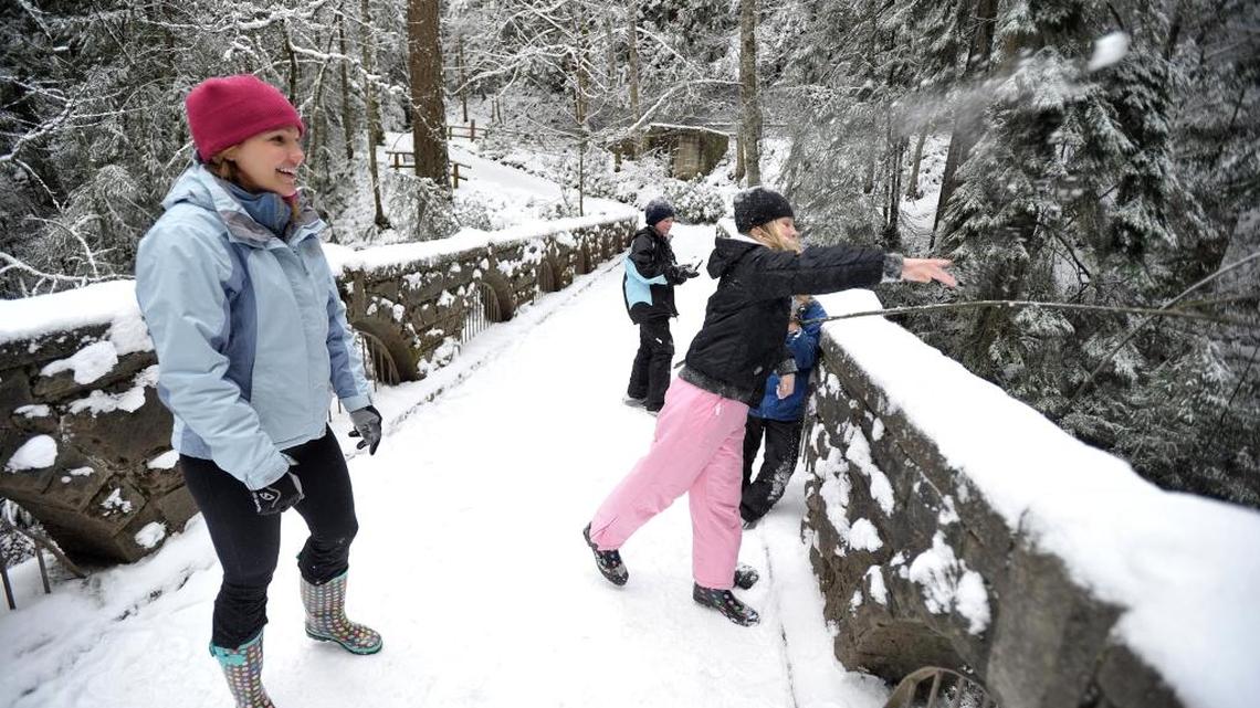 Snow, snowberries and snow geese – all in winter white