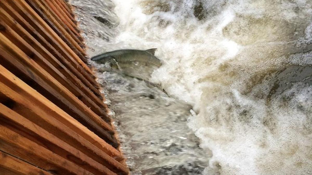 
A salmon jumps at the fish ladder in Whatcom Creek in November 2014.
