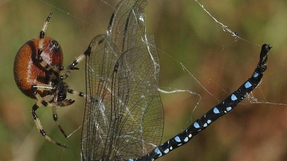 An orb weaver goes after a dragonfly caught in its web in 2003.