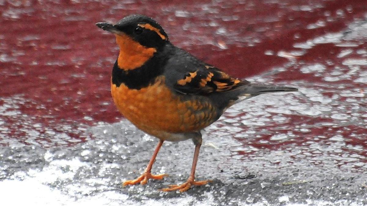 The varied thrush’s orange and smoky blue colors are the perfect camouflage in low forest cover, where the bird forages for bugs and berries.