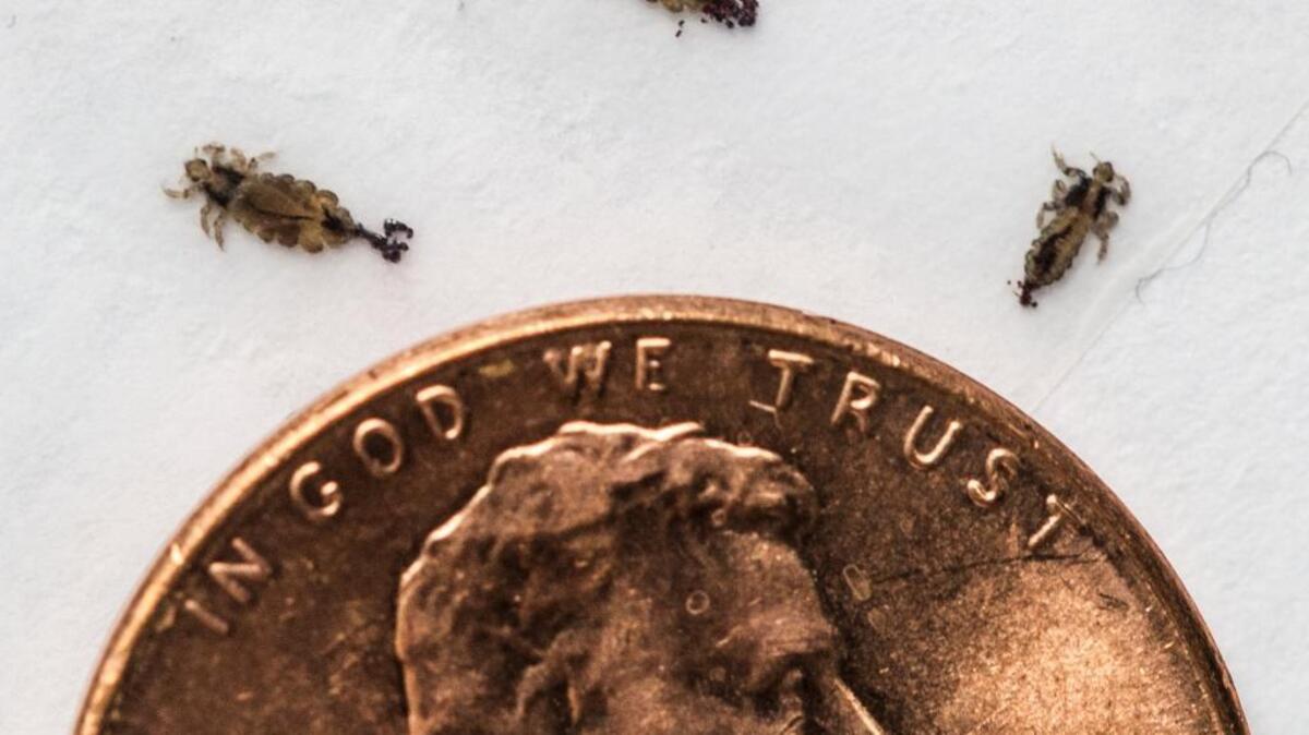 Washington is one of at least 25 states where head lice have become highly resistant to the most common pesticides.