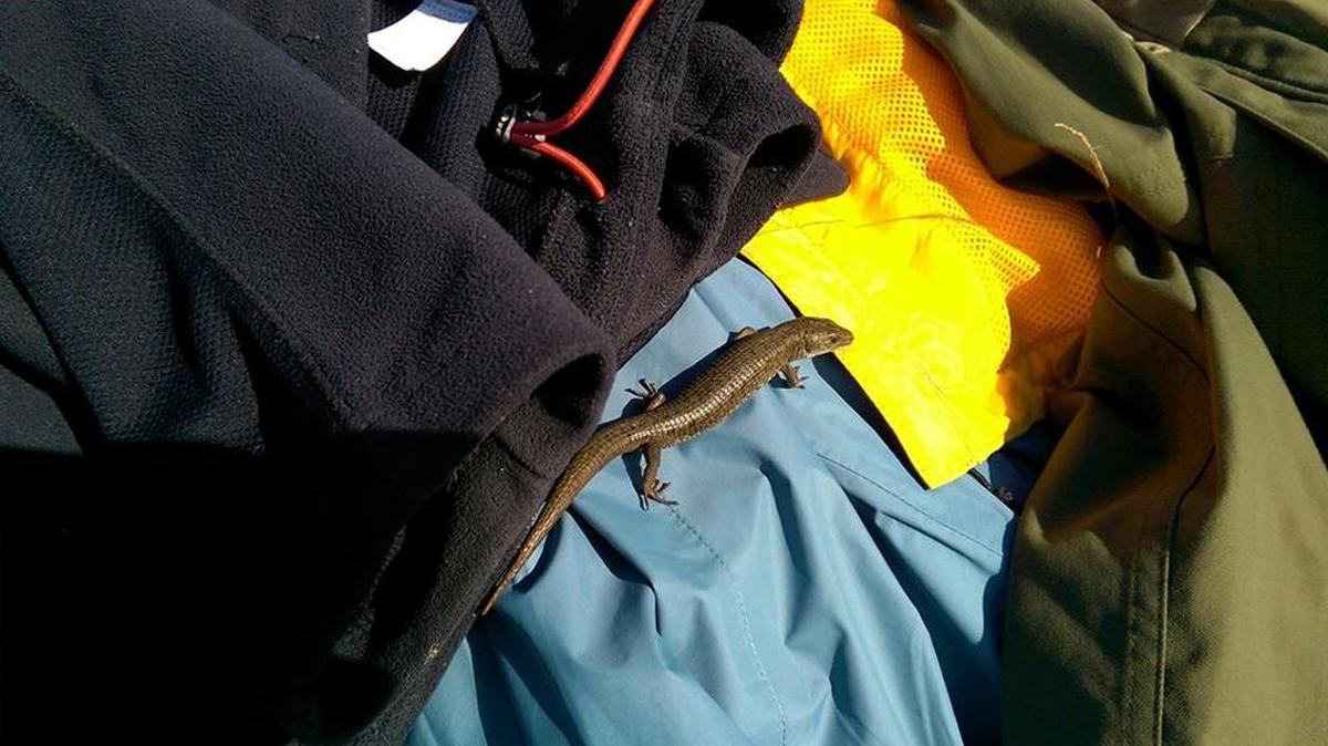 A northern alligator lizard crawls across belongings at Lummi Rocks in spring 2016.