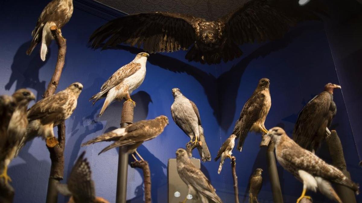 An exhibit showing various birds of prey is in the John M. Edson Hall of Birds at The Whatcom Museum at Old City Hall, 121 Prospect St., Bellingham.