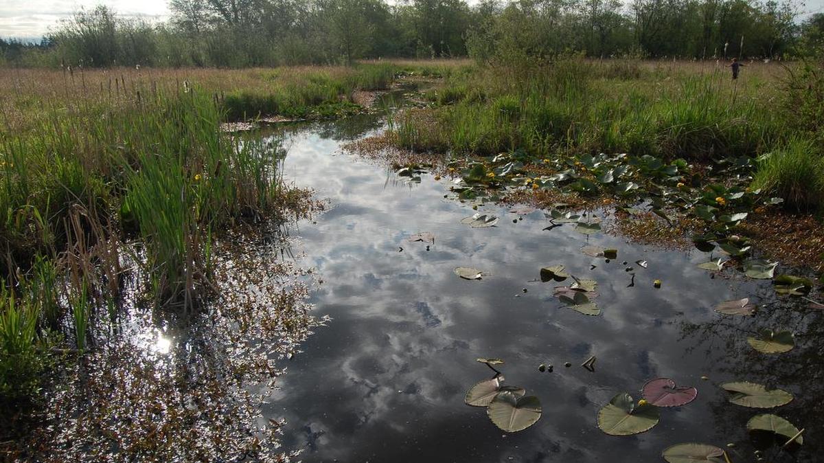 
A creek at Tennant Lake Park is covered in cattails pond lillies, and wild iris at dawn in May.
