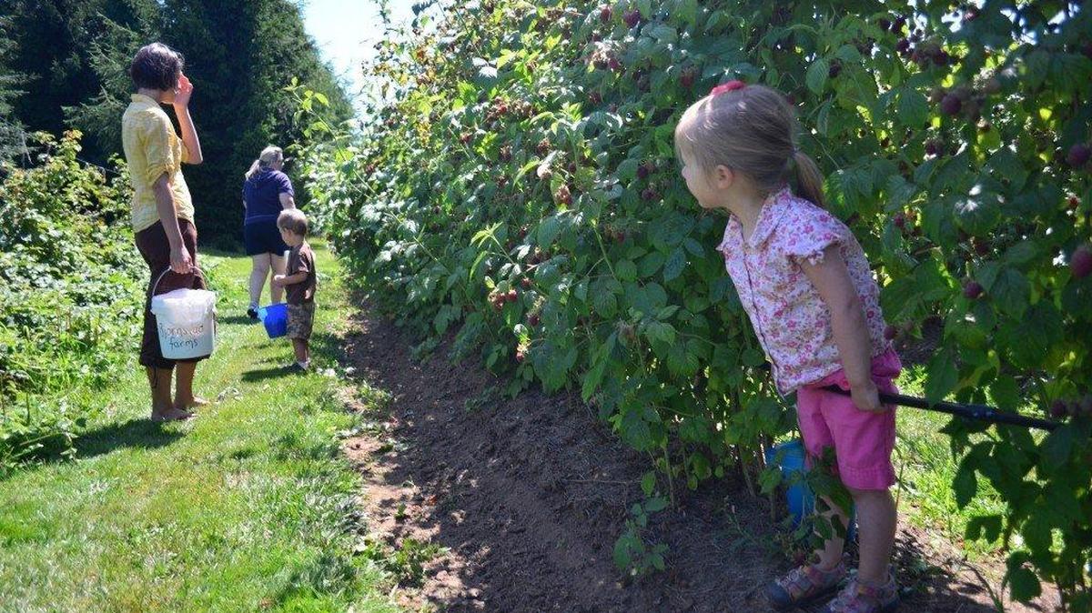 A family picks berries at a Lynden farm in 2013. Many Whatcom County berry farmers offer u-pick and we-pick service, so parents can turn drives in the country into a fun and educational outing with their kids.
