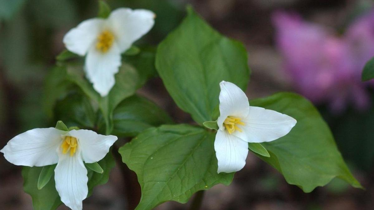 Tiny trillium flowers dot the forest floor in places like Stimpson Family Nature Preserve and Lake Padden Park.