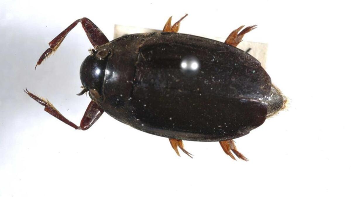Whirligig beetles have a metallic black shell and yellow or orange legs arranged for swimming. They carry an air bubble in their abdomen and breathe from it while under water.