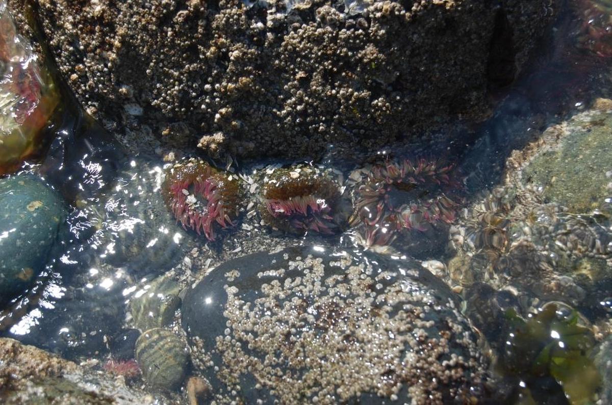 Anemones cluster around a rock near the shore at Point Whitehorn west of Ferndale.