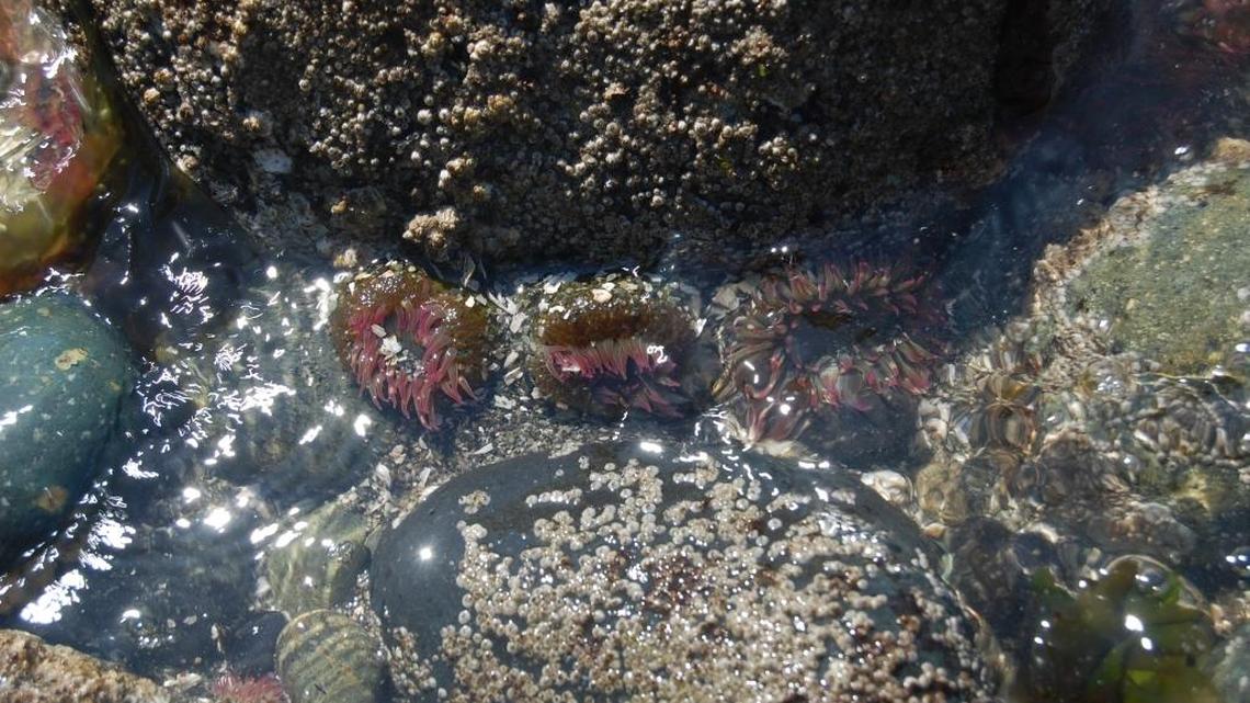 Winter produces change at the coast, promises new life in spring