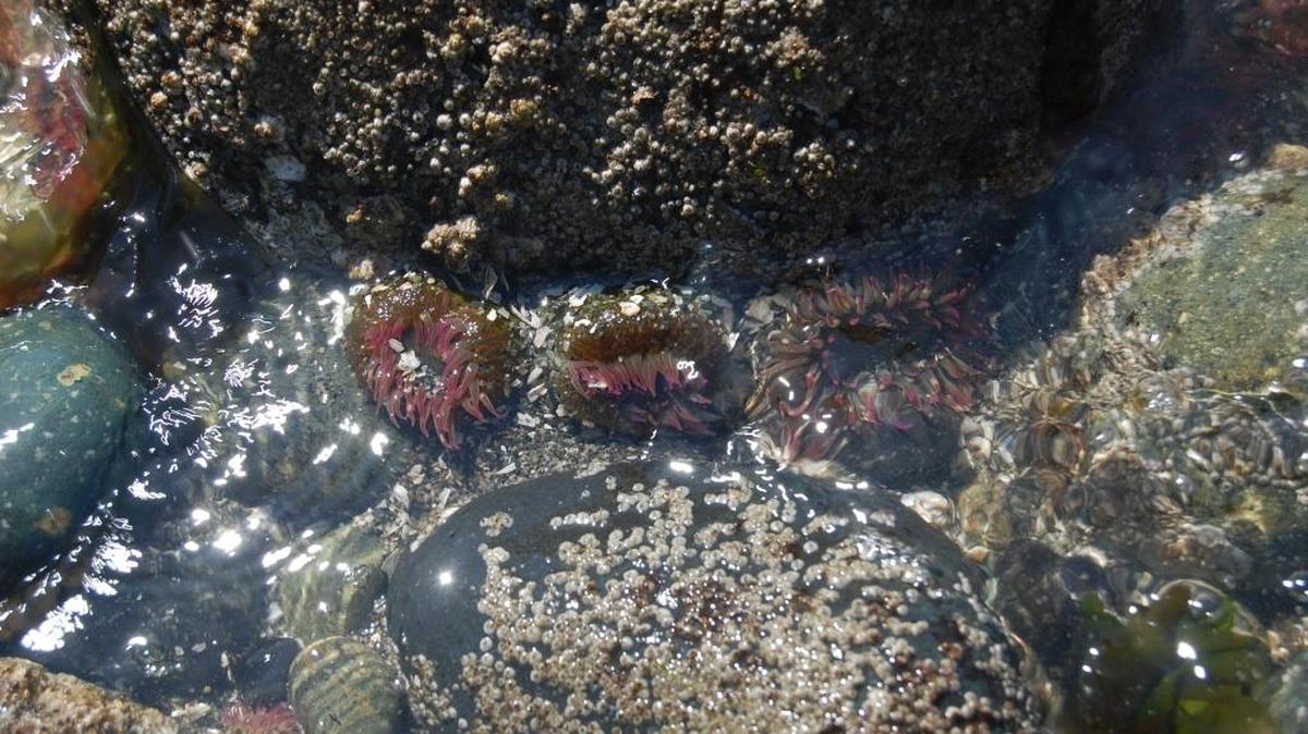 Anemones cluster around a rock near the shore at Point Whitehorn west of Ferndale.