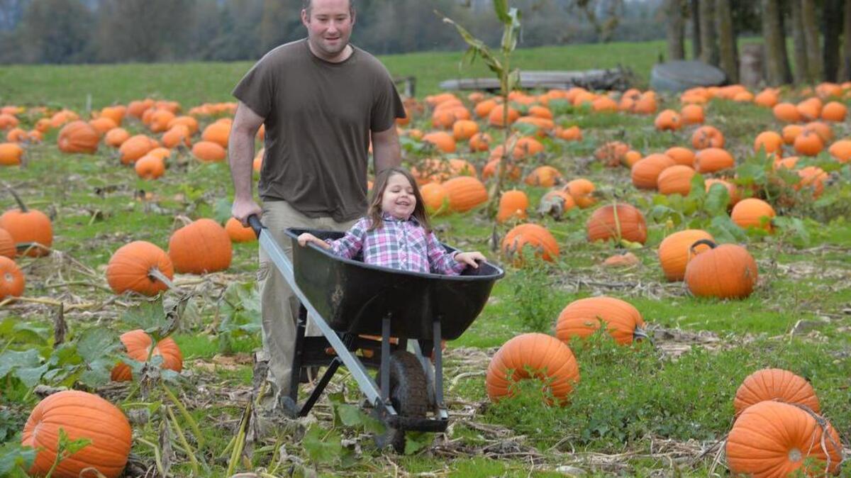 
Cole Bellingar gives friend Addison Hauber, 4, a ride through a pumpkin field at Stoney Ridge Farm south of Everson in October 2013. 
