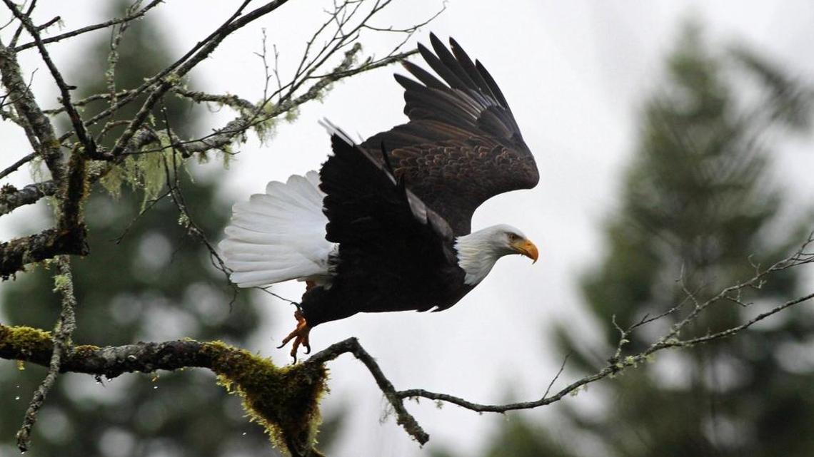 It doesn’t get much more Pacific Northwest than enjoying this Whatcom County activity