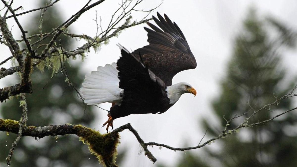 A bald eagle leaves its mossy perch above the Skagit River near Marblemount in Skagit County.