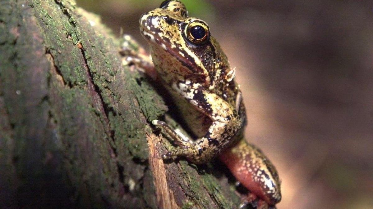 A red-legged frog sits on a tree near the Stimpsom Family Nature Reserve.