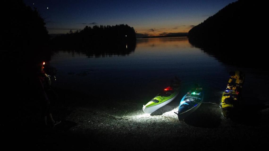 These Salish Sea creatures put on a show that will light up your summer nights