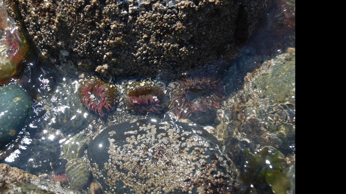 
Anemones cling to a rock as the tide recedes.
