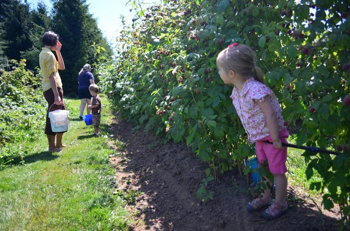 A family picks raspberries in 2013 at Bjornstad Farm. Excursions to U-pick blueberry, blackberry, raspberry and strawberry farms in Whatcom County is a great summer activity for kids of all ages.