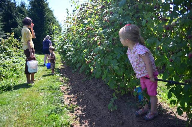 Summer things to do: Best U-pick berry farms near Bellingham ...