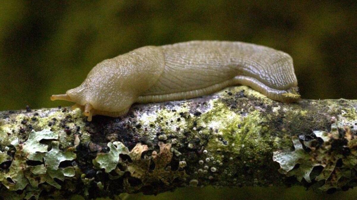 A banana slug inches along a tree branch. According to Beth Chisholm, community horticultural coordinator for Washington State University’s Whatcom County Extension, slugs are decomposers, animals that break down vegetation, turning it into the rich soil that feeds the Northwest’s native forests.