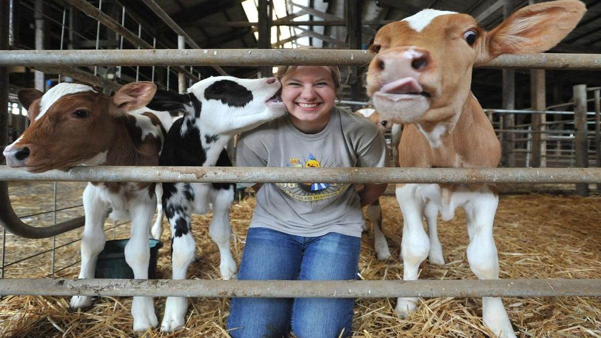 The animals barns are one of the favorite spots for visitors at the Northwest Washington Fair. The 2017 fair runs Aug. 14-19 in Lynden.