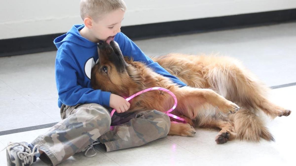 Maggies, a German shepherd gold lab mix, gives James Mack a big lick at the 31st Annual Kids Dog Show in March, 2013, at the Blodel Donovan Park multipurpose room in Bellingham. The Whatcom Humane Society suggests families research the dog breed that will be compatible with a family and the role they hope the dog will play in their lives.