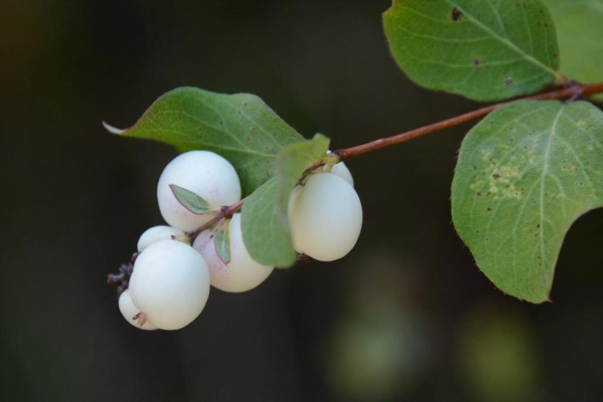 Snowberries ripen on a bush along the South Bay Trail in Bellingham in early October 2017.
