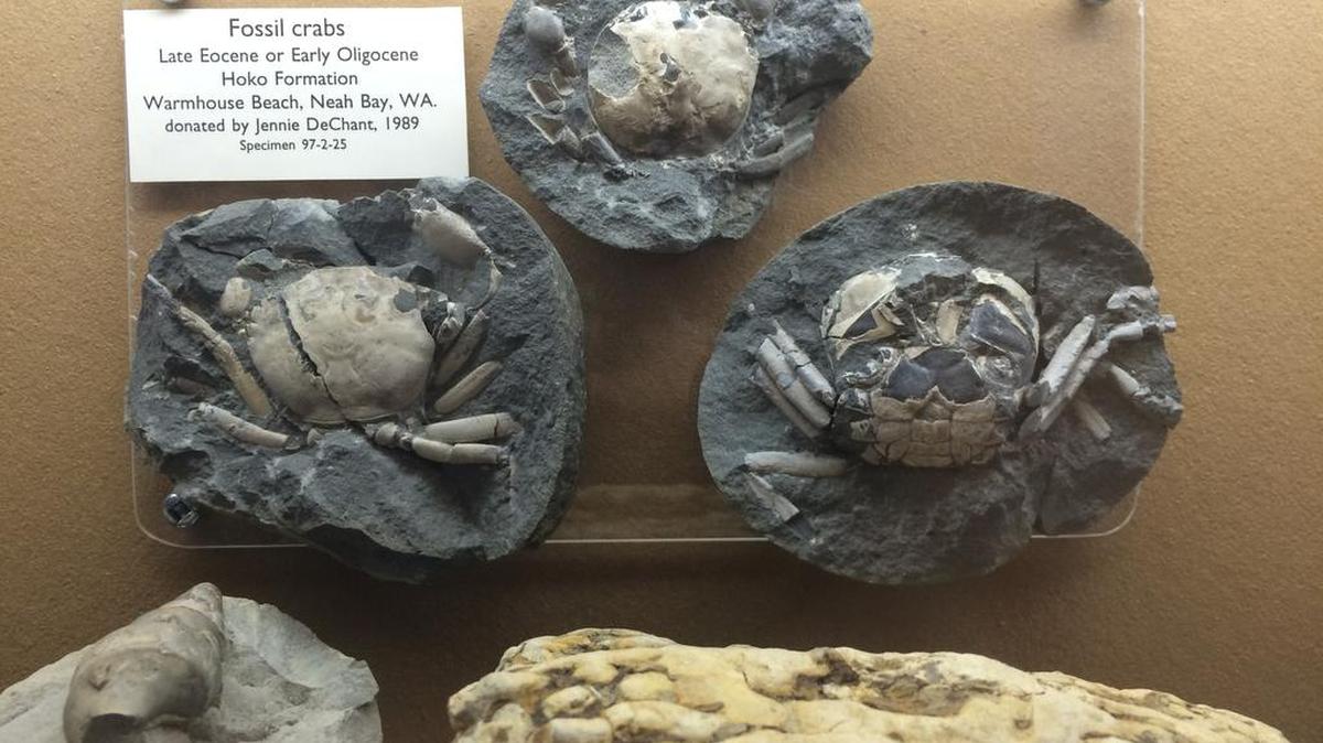 
Fossilized crabs, found near Neah Bay, are part of an exhibit on the first floor of the Environmental Studies building at Western Washington University.
