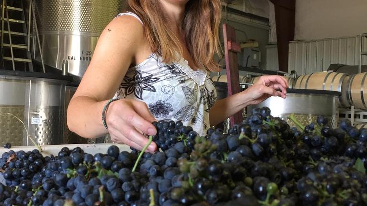 Meredith Smith is the head winemaker for Sawtooth Winery in Nampa, Idaho. When she isn’t working with red wine grapes, she produces delicious white and pink wines.
