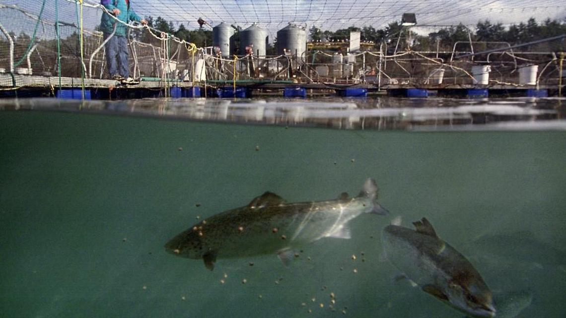 Salt water manager Tor Troland surveys salmon grown in a pen at the salmon farm of Global Aqua USA, L.L.C. in Rich Passage behind Bainbridge Island in this 2010 photo. Tanks on a pier in background hold feed for the many pens.