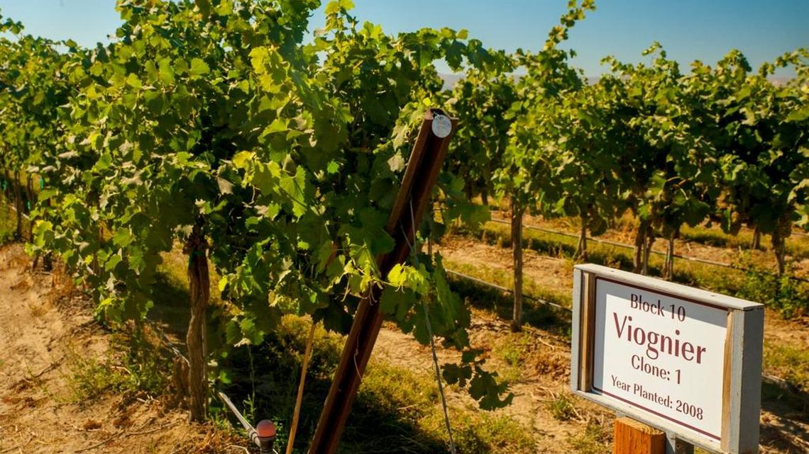 Lawrence Vineyard on the Royal Slope in Washington’s Frenchman Hills near Othello is proving to be a prime spot for Viognier in the Columbia Valley.