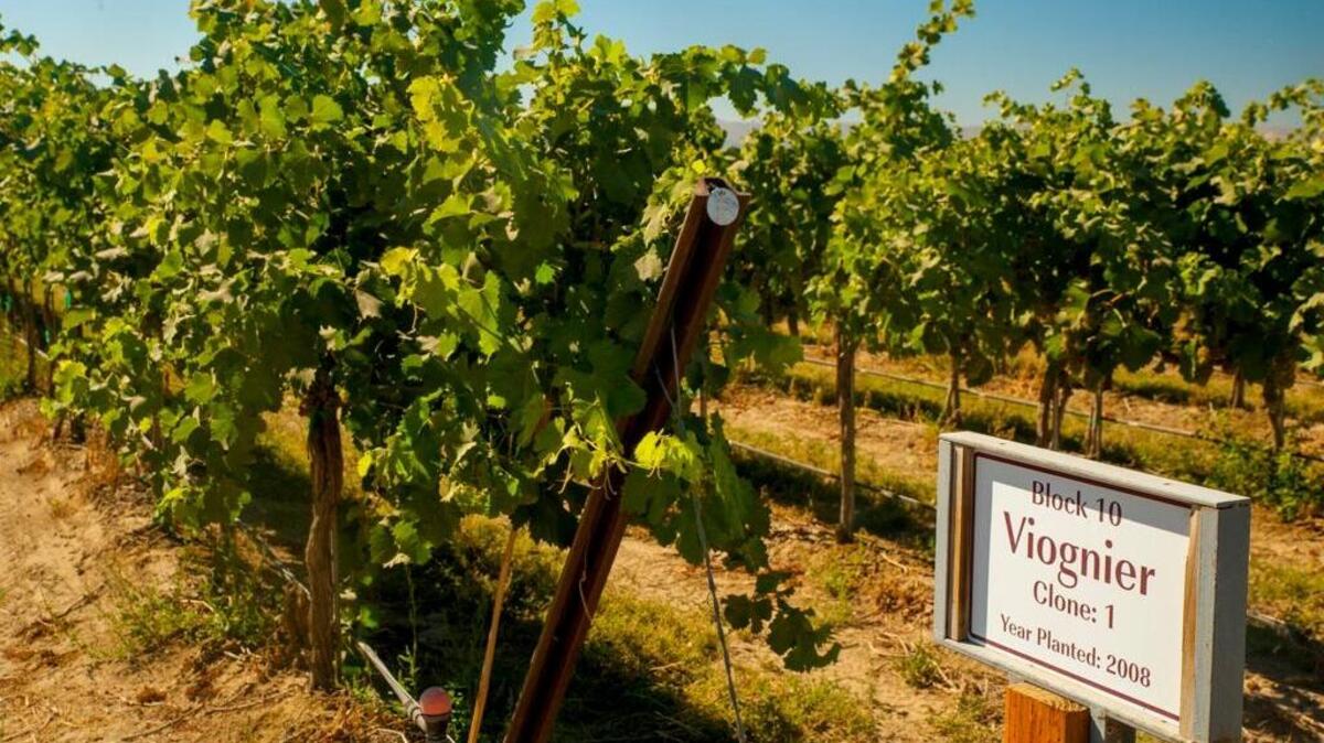 Lawrence Vineyard on the Royal Slope in Washington’s Frenchman Hills near Othello is proving to be a prime spot for Viognier in the Columbia Valley.