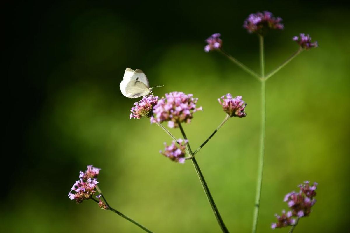 A butterfly feeds on a flower at a garden along Potomac Avenue where Florence Williams, author of “The Nature Fix,” starts her hike along the C&O Canal.