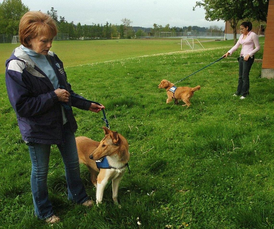 Brigadoon Youth and Service Dog program founder Denise Costanten, left, with short-haired Collie, Brandie and Sehome sophomore Cindy Sanchez, 15, with golden retriever Candi, 5-months, take the dogs out for a bathroom break during Life Skills teacher Shanon Casey's class at Sehome High School in 2007. Bellingham’s Brigadoon Service Dogs provide service dogs to promote a more independent and enriched life for veterans, children and adults who need assistance.