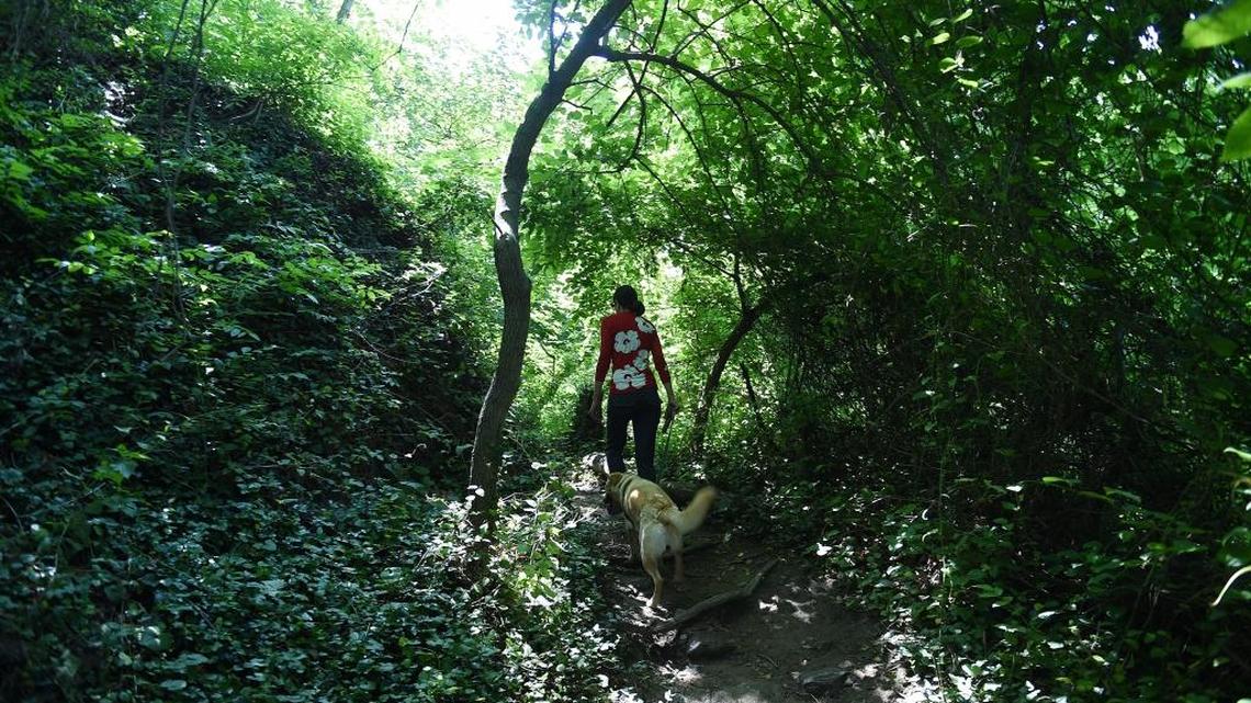 Urban dweller yearns for a place 'where birds fly around uncooked'