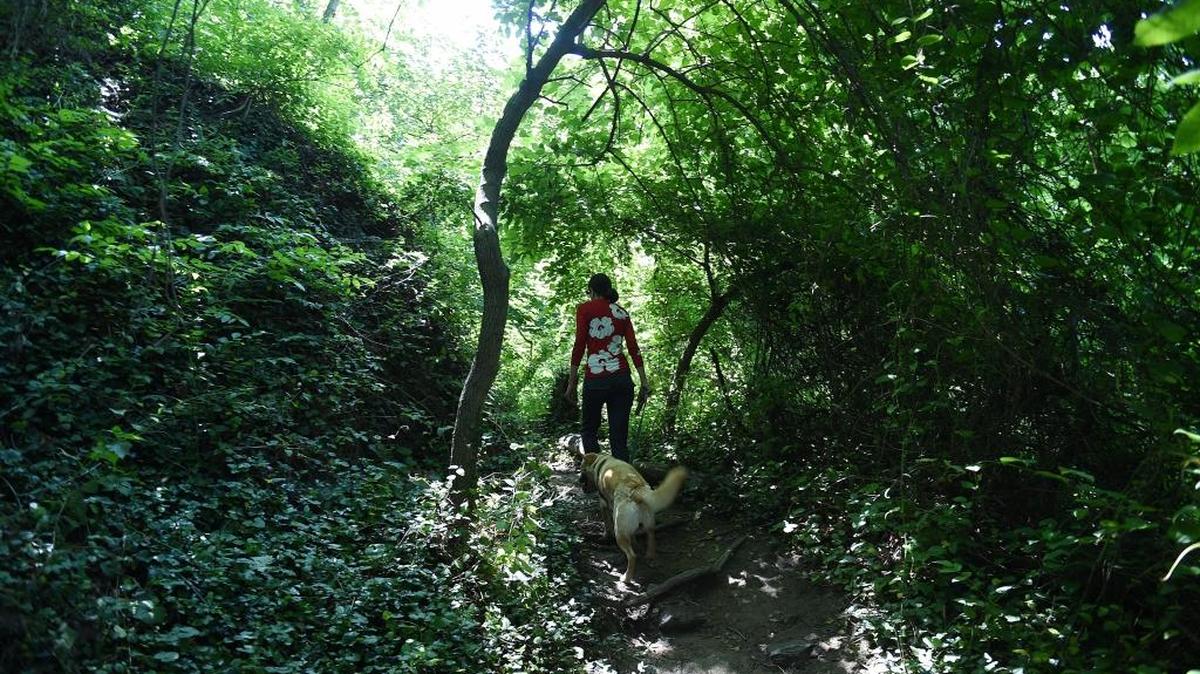 Author Florence Williams hikes near the C&O Canal in Washington, D.C., with her three-year-old dog, Hailey. Williams’ new book, “The Nature Fix,” explores how important nature is to our brains, and how much we have lost by cutting ourselves off from it in the modern world.